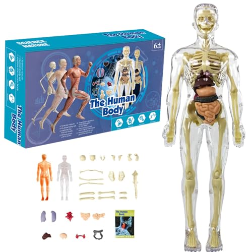 Menschliches Körpermodell für Kinder 11,2 Zoll entfernbarer klares menschliches Anatomie Model Realistic Organ ＆ Skelettwissenschaft Bildungspädagogik Geschenke für Kinder im Alter von 7 bis 14 Jahre von Womsclo