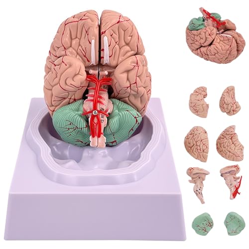 Womsclo Hirnmodell menschliches gefälschtes Gehirn 8-teiliges Modell des Gehirn von Womsclo