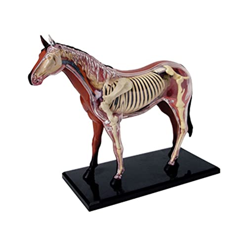 Wresetly Anatomisches Modell für Tierorgane, 4D, Intelligenz, Pferd, Montage, Spielzeug, Anatomie-Modell, Lehren, Basteln, beliebte wissenschaftliche Geräte von Wresetly