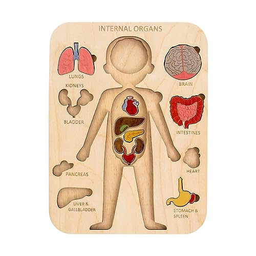 Menschliche Organe Puzzle Spannendes Lernwerkzeug Für Kinder Kognitive Fähigkeiten Und Handdekoratives Ornament Spielzeug Für Die Kognitive Entwicklung von X-Institute