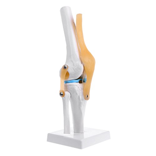 Menschliches Kniegelenk, flexibles Skelettmodell, medizinische Lernhilfe von XIAHIOPT