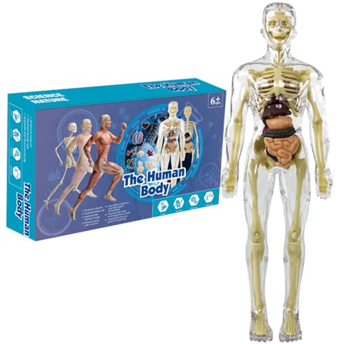 Spielzeug interaktiver menschlicher Körper, menschliches Körper Skelettmodell -Kits, vollwertige Anatomie -Figur, entfernbares klares menschliches Anatomie -Modell, STEM -Bildungsspielzeug für Jungens von XJKLBYQ