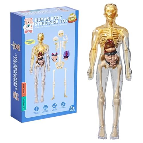 XJKLBYQ National Geographics Human Body Model, Interactive Anatomy Model mit Knochen, realistische DIY -abnehmbare menschliche Anatomiemodell, Bildungsanatomie für Kinder/Style11 von XJKLBYQ