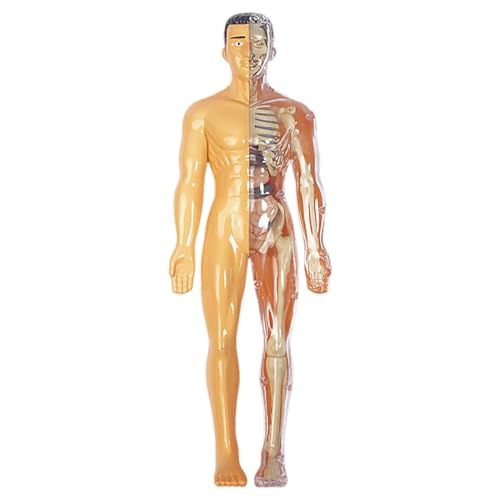 XJKLBYQ National Geographics Human Body Model, Interaktives Anatomiemodell mit Knochen, realistische DIY -abnehmbare menschliche Anatomiemodell, Bildung menschliche Anatomie für Kinder/Style22 von XJKLBYQ