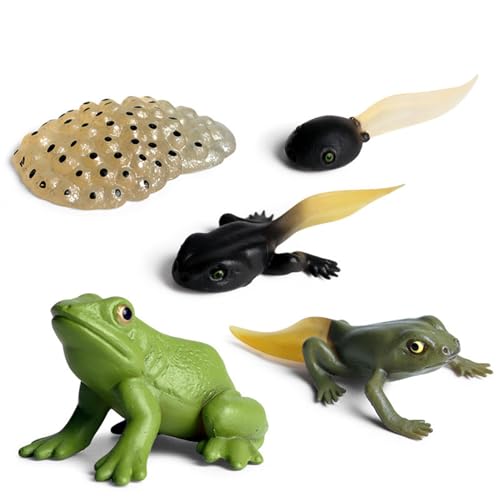 Lebenszyklus Frosch und Lebenszyklus, Lebenszyklus eines Frosches, Tragbare Tierwachstumszyklus-Figuren,Lernaktivitäten im Vorschulalter, realistisches Science-Center-Spielzeug für Osterkörbchen von Xasbseulk