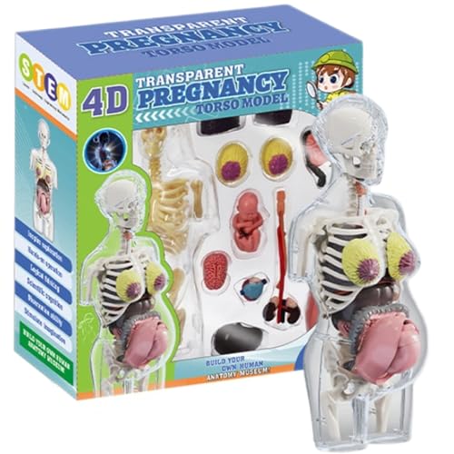 Xoeryoy Menschliches Körpermodell für Kinder 8, 5 Zoll entfernbarer schwangerer Frau menschliches Anatomie Modell Plastik Frühes Lernen Spielzeug Xoeryoy Menschliches Körpermodell für Kinder 8, 5 Zoll entfernbarer schwangerer Frau menschliches Anatomie Modell Plastik Frühes Lernen Spielzeug von Xoeryoy