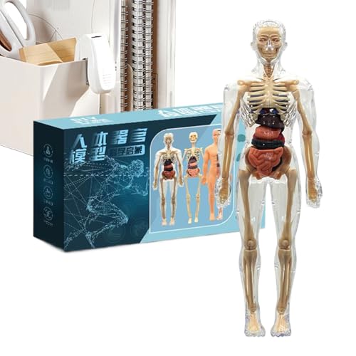 Xujuika Menschliches Anatomie-Modell, 3D-Anatomie-Skelett-Modellbausätze – Lernwerkzeuge für Schule, Klassenzimmer, Zuhause, Bibliothek, Zuhause, Schule, Grundschule, Vorschule, Gruppenaktivitäten Xujuika Menschliches Anatomie-Modell, 3D-Anatomie-Skelett-Modellbausätze – Lernwerkzeuge für Schule, Klassenzimmer, Zuhause, Bibliothek, Zuhause, Schule, Grundschule, Vorschule, Gruppenaktivitäten von Xujuika
