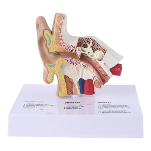 1,5 x Lebensgröße menschliches Ohr -Anatomie -Modell, PVC -Materialohrmodell 11.5x11x4.5 cm, Simulationsohr -Anatomie -Modell 1PC von YJQHODY