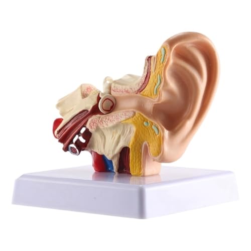 1,5x Simulation menschliches Ohr -Anatomie Modell 11 x 11 x 12 cm, starke Haltbarkeit Innenohrstrukturmodell Gewicht 440g 1pc von YJQHODY