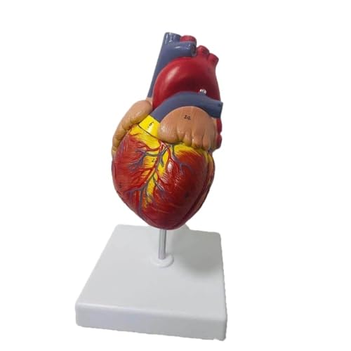 1:1 wiederverwendbares menschliches Herz-Anatomiemodell 12 x 12 x 25 cm, hochfestes 3D-anatomisches Modell des menschlichen Herzens for die Universität, 1 Stück von YJQHODY