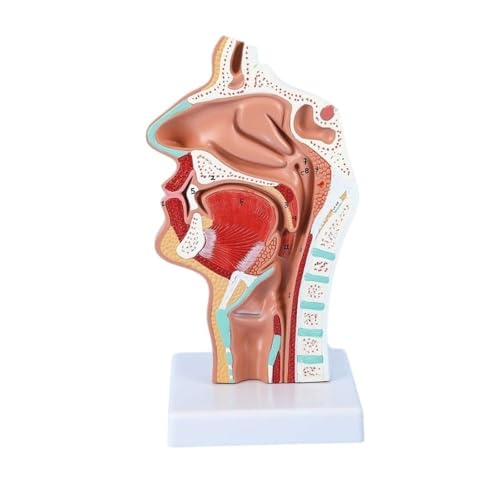 11 * 11 * 22 cm menschliches Nasenhöhlen-Anatomie-Lehrmodell, Kopf-Nasopharyngeal-Seite-Gefäßnervenmodell im Mund 1 Stück von YJQHODY