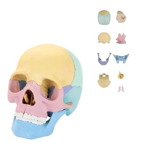 17 Teile farbenfrohe anatomische Kopfmodell 11 * 14,5 * 8,6 cm, 4D Human Head Skull Anatomisches Modell, simuliertes Schädelmodell von YJQHODY