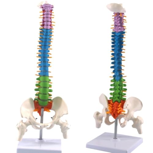 45 cm buntes anatomisches Modell der menschlichen Wirbelsäule, vertikales Modell der menschlichen Wirbelsäule, menschliche Wirbelsäule mit Beckenbeinknochen, 1 Stück von YJQHODY