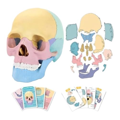 Abnehmbares anatomisches Modell des menschlichen Kopfschädels, Mini-Kopfmodell mit 17 Teilen, buntes Anatomieschädel-Puzzle 1 Stück von YJQHODY