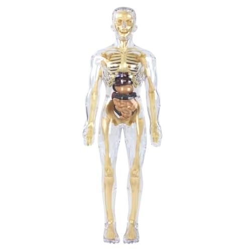 Anatomiemodell des menschlichen Körpers mit abnehmbaren Teilen, Höhe 28,5 cm, Torsomodell der menschlichen Anatomie for die Erziehungswissenschaft, 1 Stück(Fully transparent) von YJQHODY