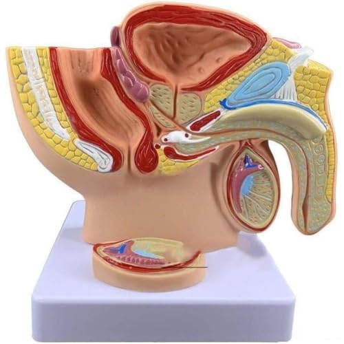 Anatomisches Lehrmodell der männlichen Beckenhöhle, Sagittalschnitt, 17 x 17 x 13 cm, Genitalmodell des menschlichen Fortpflanzungssystems, 1 Stück von YJQHODY