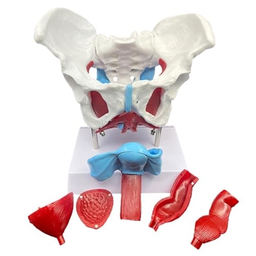 Bewegliches weibliches Beckenmodell 24,5 * 17 * 12 cm, Beckenbodenmuskelmodell des menschlichen Körpers, wiederverwendbares Uterus-Trainingsmodell 1 Stück von YJQHODY