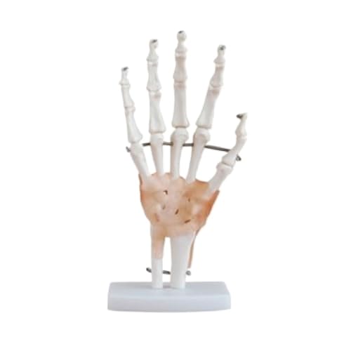 Hand mit Bänder-/Ellenbogen-/Hüft-/Fußgelenk-anatomisches Modell, 1,1 lebensgroßes menschliches Ganzkörperskelettmodell for die Schule, 1 Stück(Pink) von YJQHODY