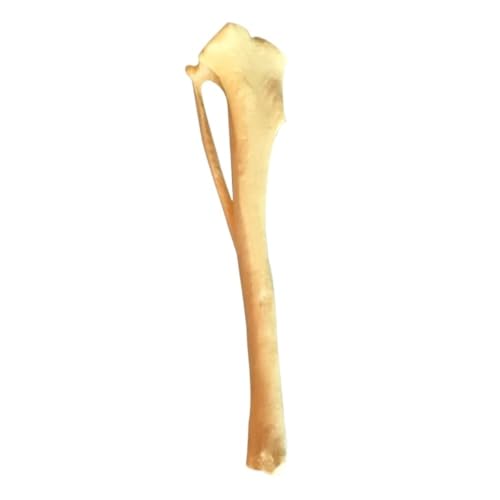 Haustier-Tibia-Skelett-Modell 21 x 5 x 5 cm, Hunde-Tibia-Skelett-Modell, simuliertes Praxis-Osteomorph-Hundemodell, 1 Stück von YJQHODY