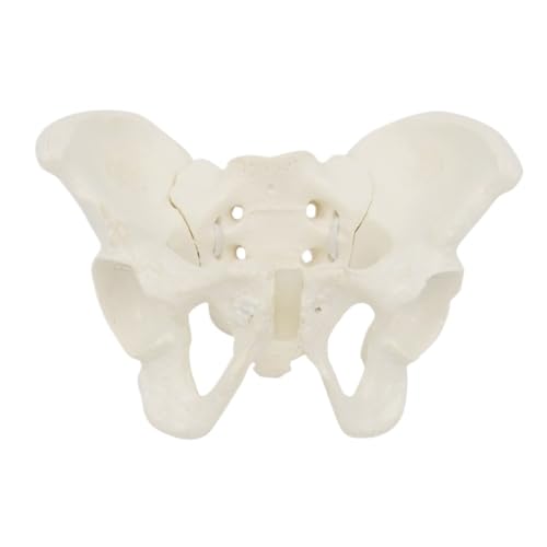 Kleines weibliches Beckenmodell, anatomisches Modell der Gelenkbewegung, 15 x 13 x 7 cm, anatomisches Modell for Hüftknochen und Becken, 1 Stück von YJQHODY