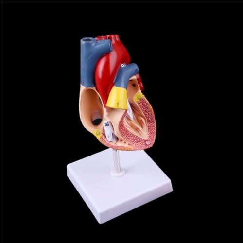 Lebensgroßes menschliches Herzmodell 22 x 15,5 x 9 cm, 3D-anatomisches Modell des menschlichen Herzens, menschliches Herzmodell for Studenten 1 Stück von YJQHODY