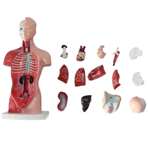 Portabilität menschliches Torso -Anatomie Modell 28 cm, 15 Teile vielseitiges Human -Torso von YJQHODY