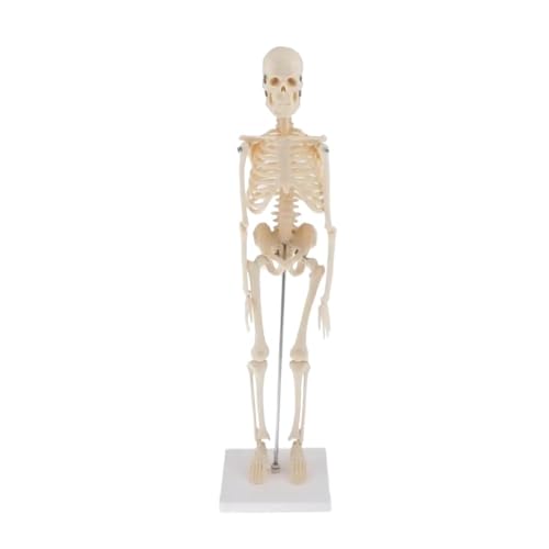 Robustes und langlebiges menschliches Skelettmodell 45 cm, Anatomiemodell eines menschlichen Skeletts for die Lehrausbildung in 1 Stück von YJQHODY