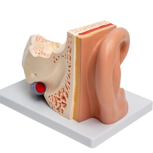 Simulation Vergrößern Modell des äußeren Mittel- und Innenohrs, 31 * 21 * 25 cm großes Anzeigemodell, Anatomiemodell des menschlichen Ohrs 1 Stück von YJQHODY