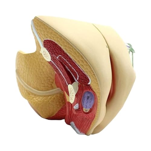 Strukturmodell der weiblichen Geschlechtsorgane, lebensgroßes Demonstrationsmodell des Urogenitalsystems 1 Stück von YJQHODY