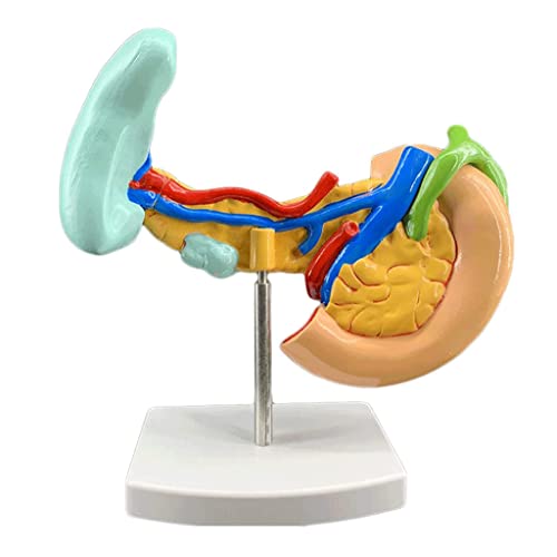 YPDJVLTI Anatomiemodell für den menschlichen Körper, Modell für Läsionen, Bauchspeicheldrüse, Milz, Leber, Gallenblase und Zwölffingerdarm, Modell für Unterricht, Lernen, kein Geruch von YPDJVLTI