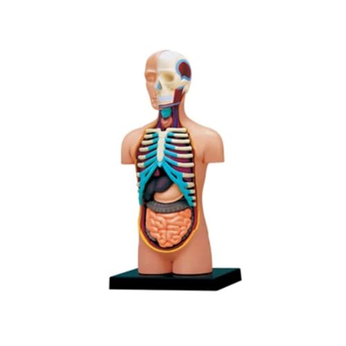 1 Stück 4D-Anatomiemodell des menschlichen Körpers, anatomisches Modell des Körper-Torso-Zähne-Schädels, pädagogisches Puzzle for Zusammenbau des Schülerunterrichts(Blue) von YXYFA