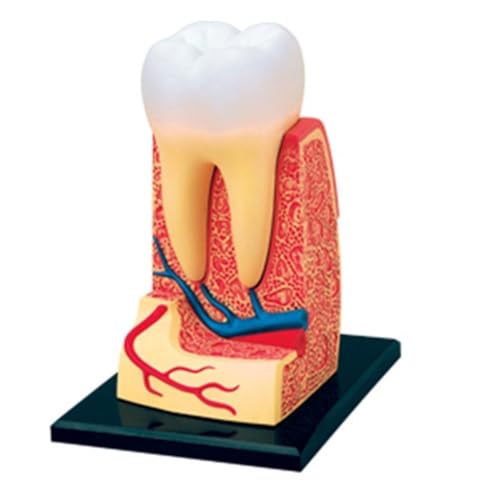 1 Stück 4D-Anatomiemodell des menschlichen Körpers, anatomisches Modell des Körper-Torso-Zähne-Schädels, pädagogisches Puzzle for Zusammenbau des Schülerunterrichts(Yellow) von YXYFA