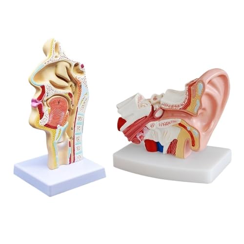 2 Stücke Menschliches Anatomisches Nasenhöhlen-Hals-Ohr-Anatomiemodell for Wissenschaftsunterrichtsstudienanzeige 1,5-mal Lehrmodell von YXYFA