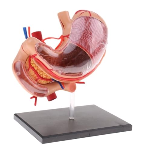 2:3 menschlicher Magen, Bauchspeicheldrüse, Organe, Medizin, anatomisches Modell, Anatomiemodelle, menschliche Körperteile, Anatomie, Wissenschaft, Lernen, 1 Stück von YXYFA