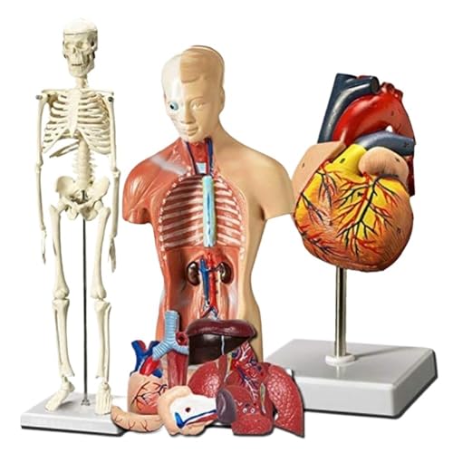 3 Stück PVC-Modelle for Torso und Skelett des menschlichen Herzens, praktisches 3D-Modell-Lernwerkzeug for Studenten der Anatomie und Physiologie von YXYFA