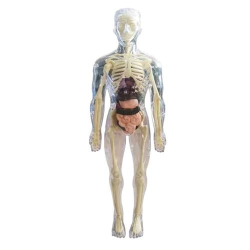 3D-Modell des menschlichen Torsos, DIY-Skelettwerkzeug aus Kunststoff for Schüler, B 100 mm, wissenschaftliche Lernhilfen for frühes Lernen, Lehrwerkzeug, 1 Stück von YXYFA