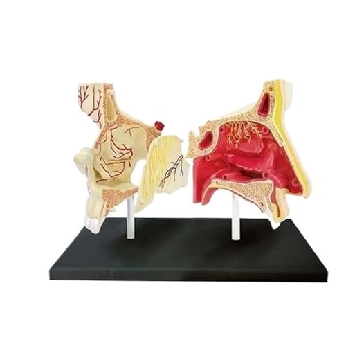 4D Anatomisches Montagemodell, Menschliches Anatomisches Modell DIY Körper-Nasen-Anatomie-Lernwerkzeug, Anatomisches Gehirnmodell(Red) von YXYFA