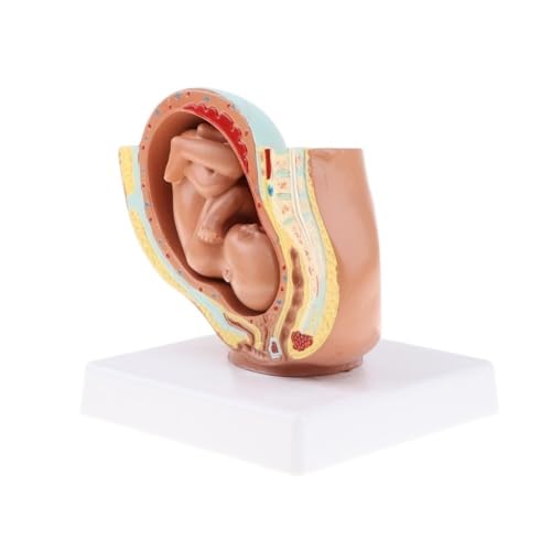 9. Monat Baby Fötus Modell Embryonale Entwicklung Embryo Modelle, 11x11x10cm Weibliches Becken Mit Vollgeburt Fötus Modell 1pc von YXYFA