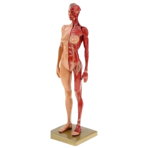 Anatomisches Modell 30 cm, weibliches Muskelmodell des menschlichen Körpers aus Harz, menschliches anatomisches Anatomie-Skelett, Künstler-Zeichenwerkzeuge von YXYFA