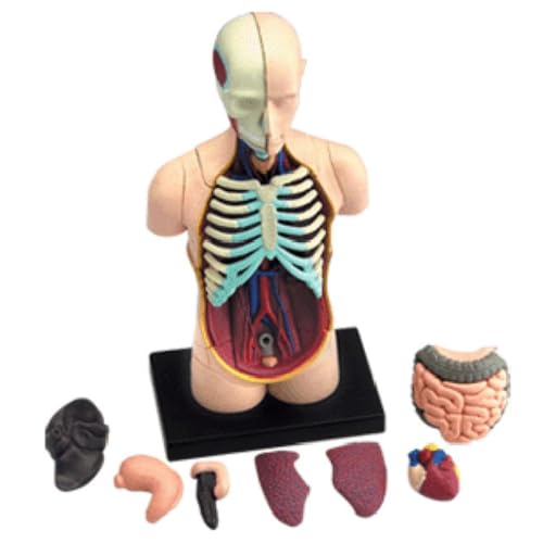 Anatomisches Montagemodell, 4D-Anatomiemodell des menschlichen Torsos, Lehrmittel-Puzzle, Herz-Gehirn-Magen-Klassenzimmerausrüstung von YXYFA