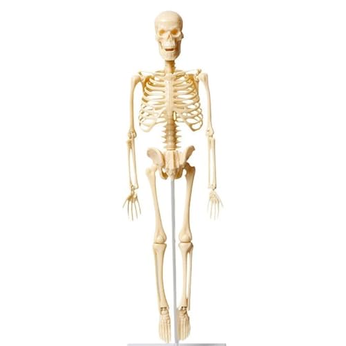 Anatomisches Skelett, abnehmbares Simulationsorganmodell, Torsomodell des menschlichen Körpers for Schüler, abnehmbares 3D-Knochenkörpermodell(White) von YXYFA