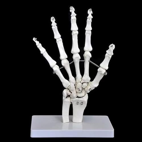 Lebensgroßes anatomisches Skelettmodell des Handgelenks, 23 x 13 x 6 cm, menschliches Skelett-Handmodell, wissenschaftliches Schreibwaren for die Schule 1:1 von YXYFA