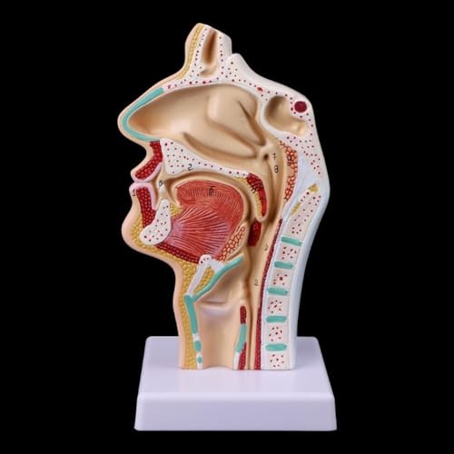 Display-Requisitenmodell, menschliches anatomisches Nasenhöhlen-Rachen-Anatomiemodell, 12 x 21,5 cm, Anatomie-Lehrwerkzeugmodell, 1 Stück von YXYFA