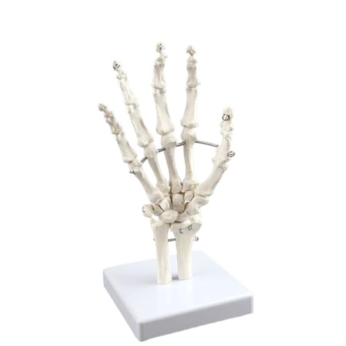 Gelenkmodell des menschlichen Handgelenks in der Größe 1:1, 24 x 19 x 9,5 cm, Skelettmodell des Handknochens, des Handgelenks, der Handfläche, des Handskeletts, wissenschaftliches Lehrmaterial, 1 Stüc von YXYFA