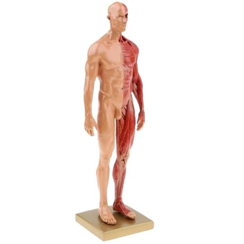 Menschlicher Torso-Modell, 30 cm, Harz, männlicher menschlicher Körper, Anatomie, Muskel-Skelett-Modell, Lehrmittel, Anatomie-Modelle des menschlichen Körpers von YXYFA