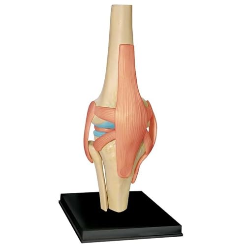 Menschliches Organ-Anatomie-Modell, 4D-Auge, Körper, Torso, Muskel, Skelett, Herz, Hand, Becken, anatomisches Modell, Studenten-Puzzle-Zusammenbau(Beige) von YXYFA