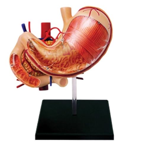 Menschliches Organ-Anatomie-Modell, 4D-Auge, Körper, Torso, Muskel, Skelett, Herz, Hand, Becken, anatomisches Modell, Studenten-Puzzle-Zusammenbau(Black) von YXYFA