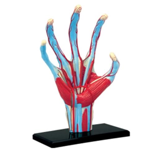 Menschliches Organ-Anatomie-Modell, 4D-Auge, Körper, Torso, Muskel, Skelett, Herz, Hand, Becken, anatomisches Modell, Studenten-Puzzle-Zusammenbau(Blue) von YXYFA