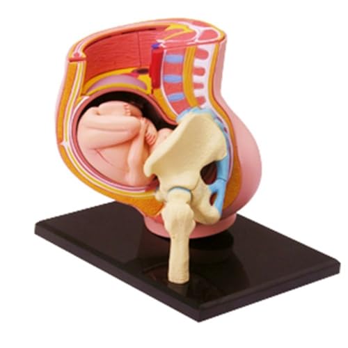 Menschliches Organ-Anatomie-Modell, 4D-Auge, Körper, Torso, Muskel, Skelett, Herz, Hand, Becken, anatomisches Modell, Studenten-Puzzle-Zusammenbau(Clear) von YXYFA