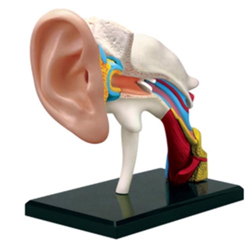 Menschliches Organ-Anatomie-Modell, 4D-Auge, Körper, Torso, Muskel, Skelett, Herz, Hand, Becken, anatomisches Modell, Studenten-Puzzle-Zusammenbau(Yellow) von YXYFA